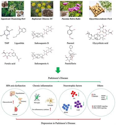 Chinese Herbal Medicine in the Treatment of Depression in Parkinson’s Disease: From Molecules to Systems